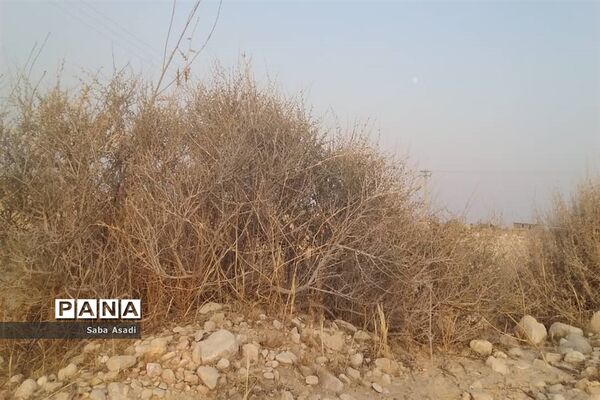 دشت گله دار در حصار خشکسالی