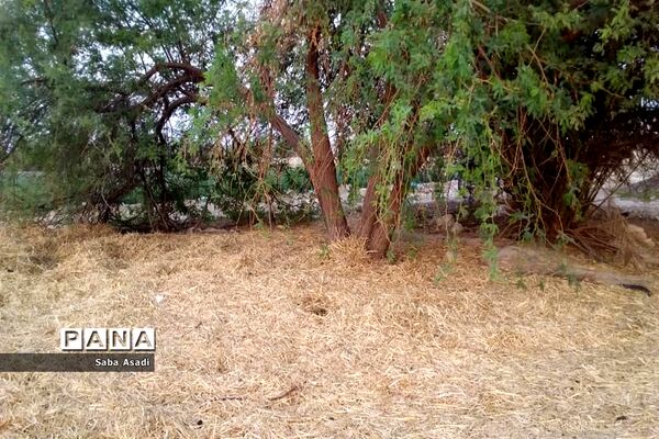 دشت گله دار در حصار خشکسالی