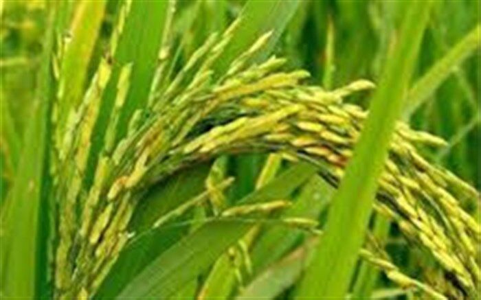 حمایت وزارت جهاد از کشت برنج، فقط در ۲ استان شمالی
