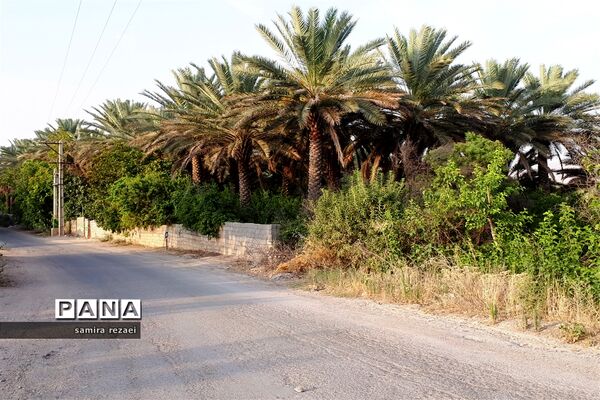 خطر تخریب باغ های میوه در خاوران
