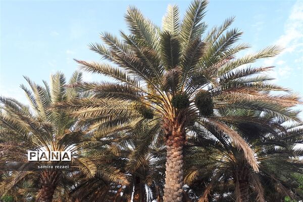 خطر تخریب باغ های میوه در خاوران