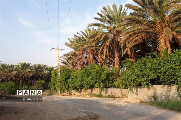 خطر تخریب باغ های میوه در خاوران