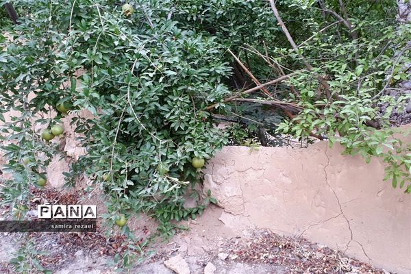 خطر تخریب باغ های میوه در خاوران