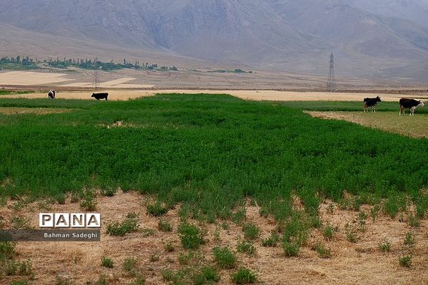 روستای خویگان علیا