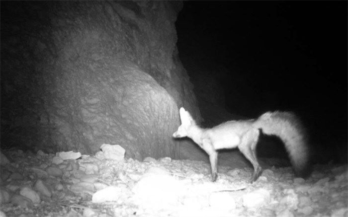 شناسایی شاه روباه در لامرد فارس