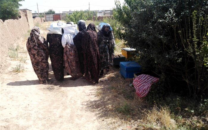 زنان روستایی شهرستان آبیک ؛ اصول و فنون جدید زنبورداری را فرا گرفتند