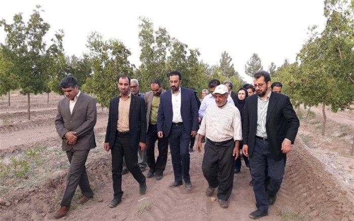 جشن شکرگزاری عناب در خوسف برگزار می‌شود