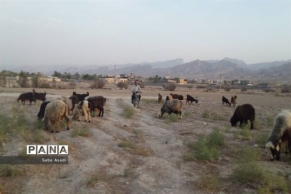 پرورش گوسفند و بره یک سرمایه‌گذاری بی ضرر در گله دار