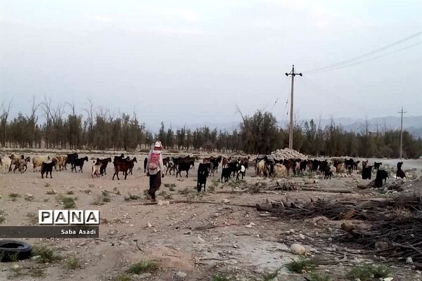 پرورش گوسفند و بره یک سرمایه‌گذاری بی ضرر در گله دار