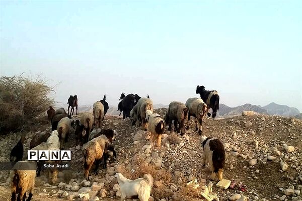 پرورش گوسفند و بره یک سرمایه‌گذاری بی ضرر در گله دار