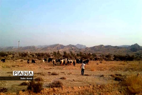 پرورش گوسفند و بره یک سرمایه‌گذاری بی ضرر در گله دار