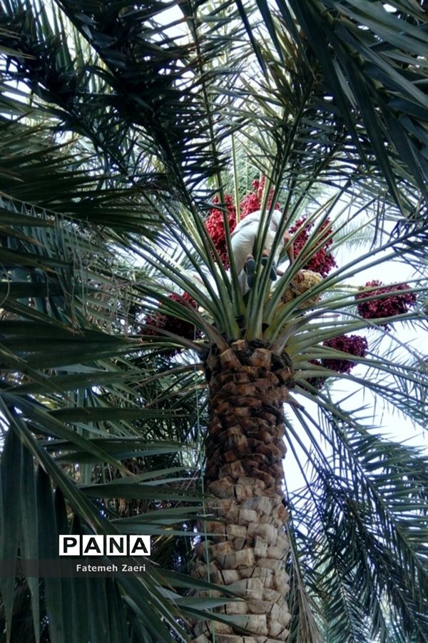 آغاز برداشت رطب و خرما از نخلستان‌های لامِرد فارس