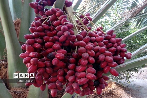 آغاز برداشت رطب و خرما از نخلستان‌های لامِرد فارس
