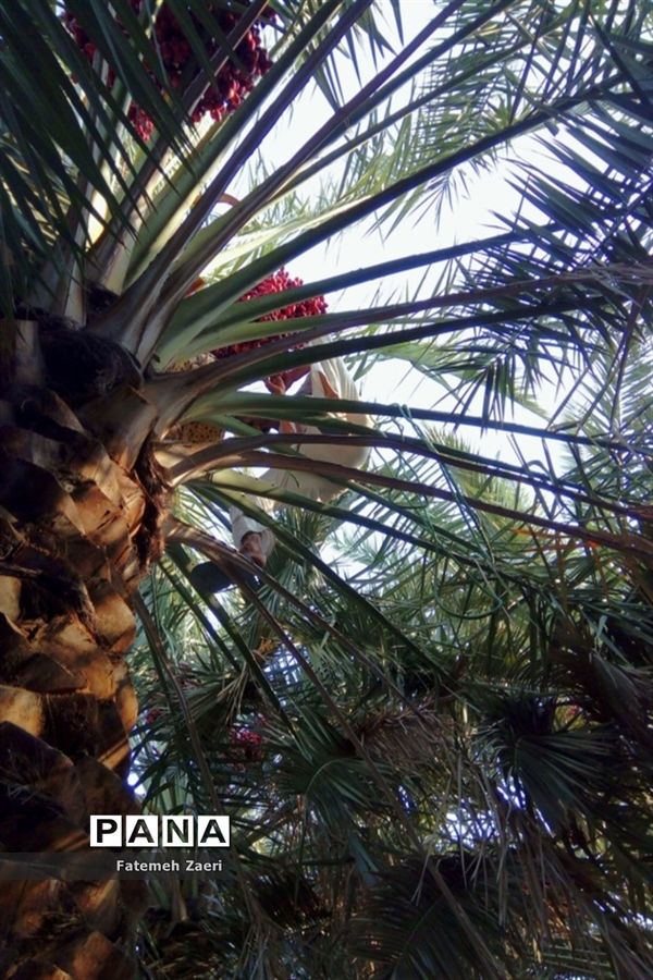 آغاز برداشت رطب و خرما از نخلستان‌های لامِرد فارس