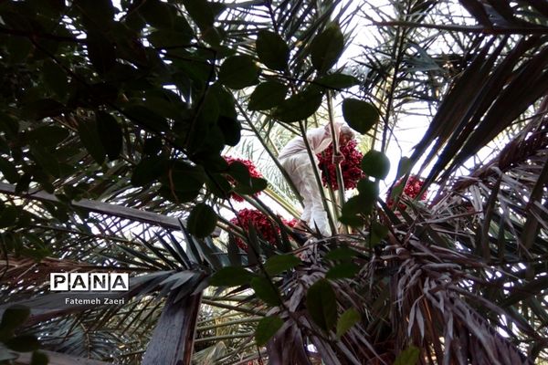 آغاز برداشت رطب و خرما از نخلستان‌های لامِرد فارس