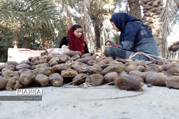 آغاز برداشت رطب و خرما از نخلستان‌های لامِرد فارس