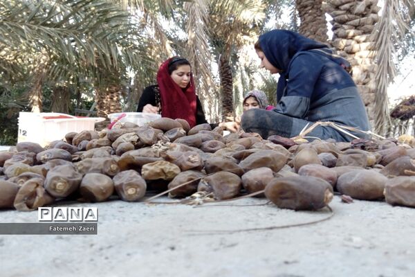 آغاز برداشت رطب و خرما از نخلستان‌های لامِرد فارس