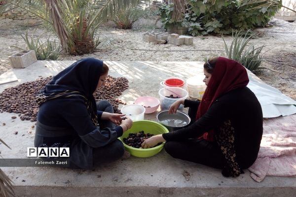 آغاز برداشت رطب و خرما از نخلستان‌های لامِرد فارس