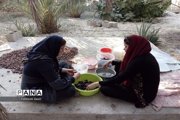 آغاز برداشت رطب و خرما از نخلستان‌های لامِرد فارس