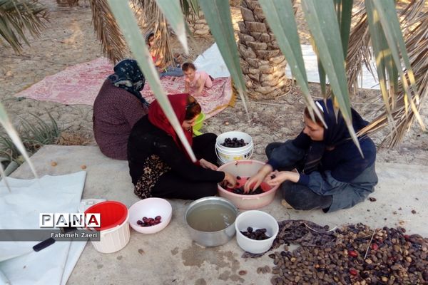 آغاز برداشت رطب و خرما از نخلستان‌های لامِرد فارس
