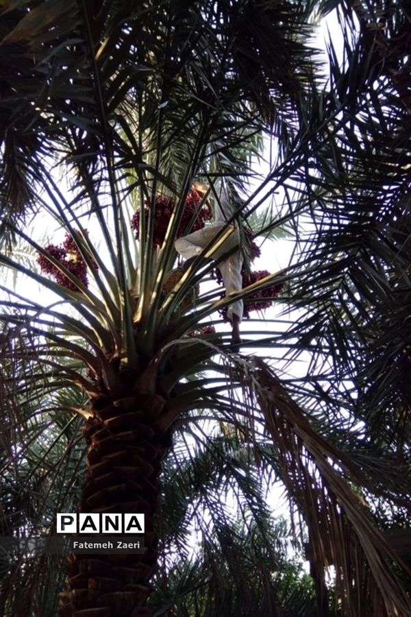 آغاز برداشت رطب و خرما از نخلستان‌های لامِرد فارس