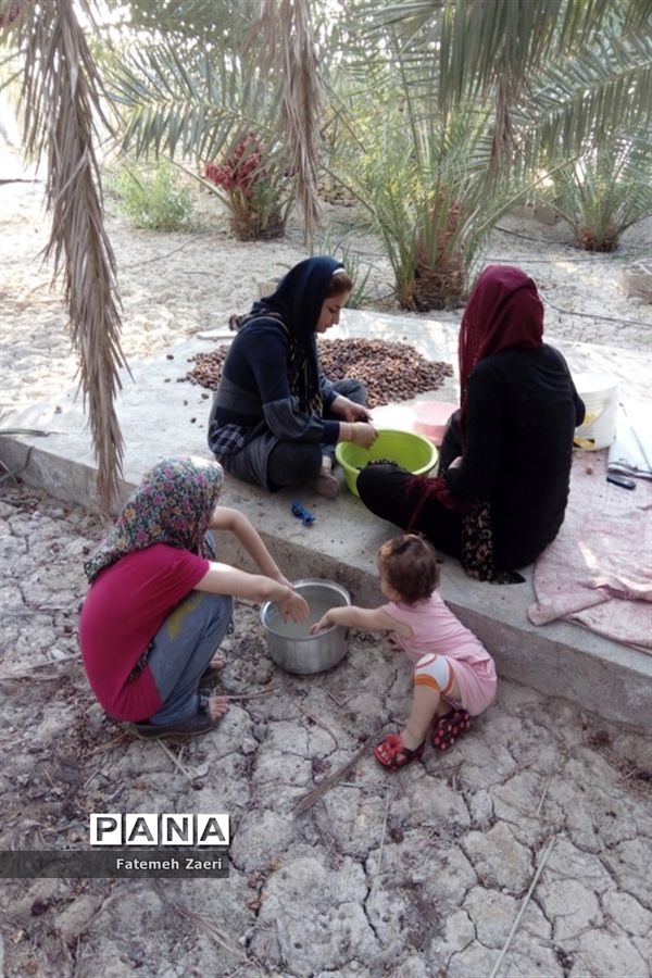 آغاز برداشت رطب و خرما از نخلستان‌های لامِرد فارس