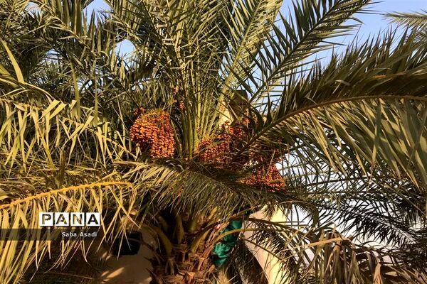 فصل خرماپزان
