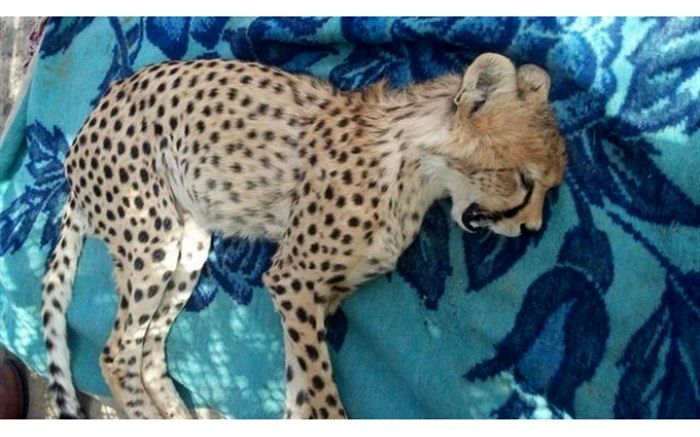 مرگ یوزپلنگ جوان در اثر تصادف