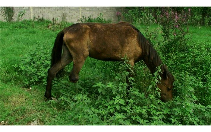 پخش مستند «پناهگاه» در سامانه های «وی او دی» داخل و خارج از کشور