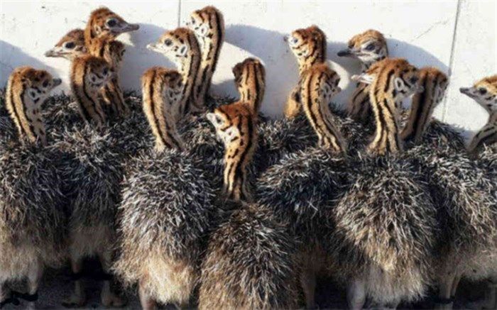 احداث بزرگترین واحد پرورش شترمرغ کشور در چابهار