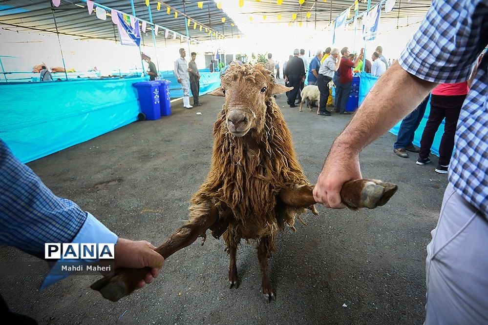 قیمت هرکیلوگرم گوسفند زنده در روز عید قربان به مرز ۲۵ هزار تومان رسید