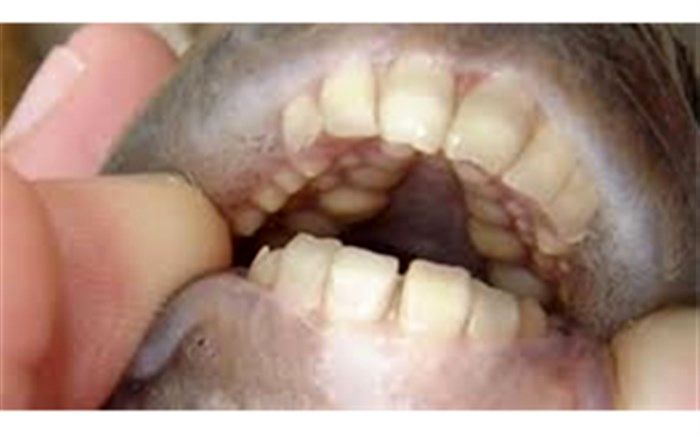 این ماهی دندان‌هایی شبیه به انسان دارد! + تصویر