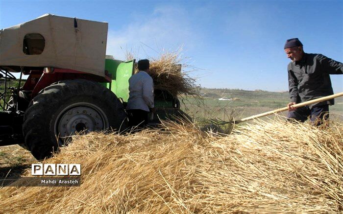 معاون وزیر جهاد کشاورزی:  نیازی به واردات گندم و شکر نداریم