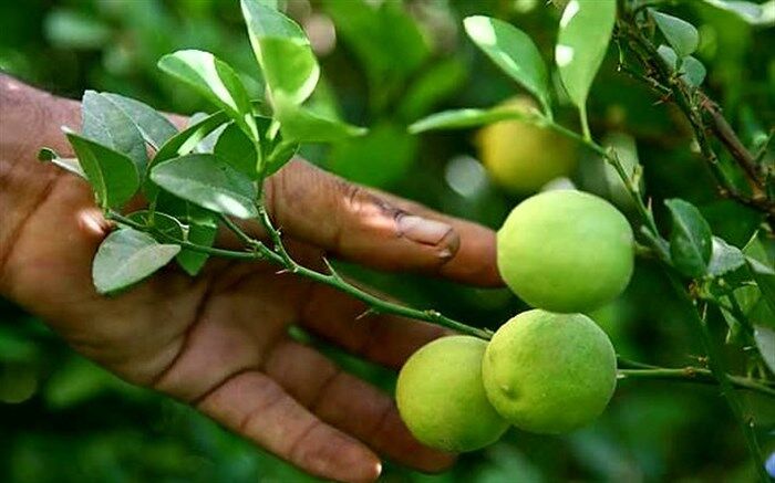معجونی جادویی برای سوزاندن چربی‌ها