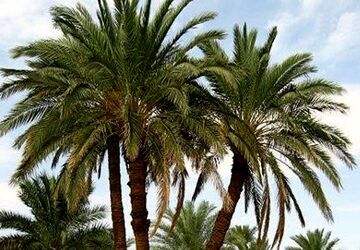 خرما، هدیه طبیعت و یادگار فرهنگ ایرانی