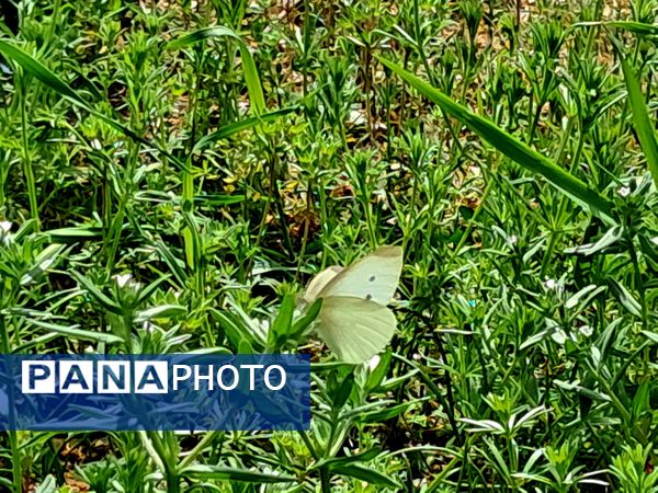 زیبایی های طبیعی شهرستان پاوه به روایت تصویر