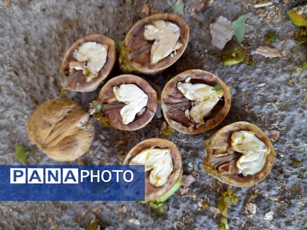 مارکده، سرزمین طلایی بادام و گردو؛ گنجینه‌ای از طعم و سنت در دل سامان