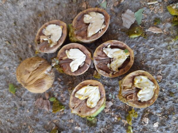 مارکده، سرزمین طلایی بادام و گردو؛ گنجینه‌ای از طعم و سنت در دل سامان