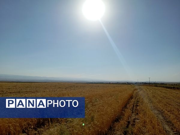 گندم، یکی ازمحصولات کشاورزی در روستای گزکوه 