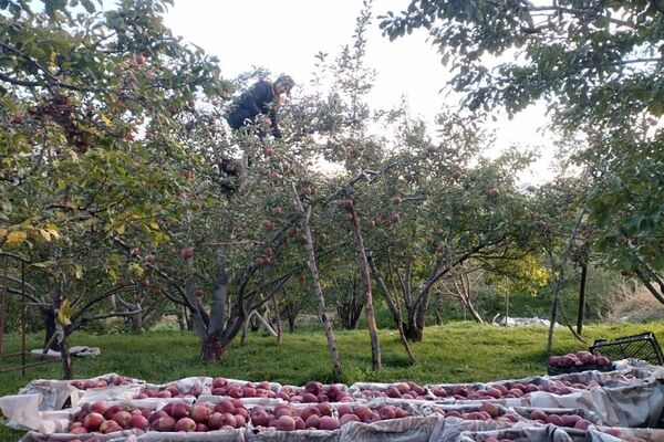 فصل زیبای پاییز در شهر بار نیشابور 