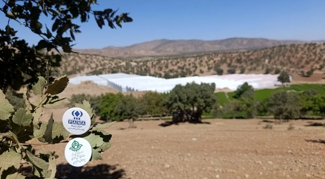 فلفل دلمه‌های رنگی لردگان، زینت‌بخش بازارهای جهانی