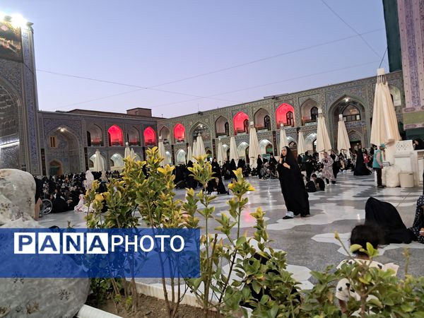 کبوتر حرم مشهد مقدس