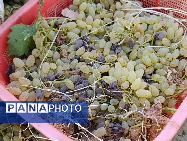 خسارت چند میلیارد تومانی چاه‌های موتور به باغات انگور