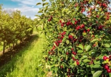  زیباییِ خفته در دامنه‌های سبز ایران
