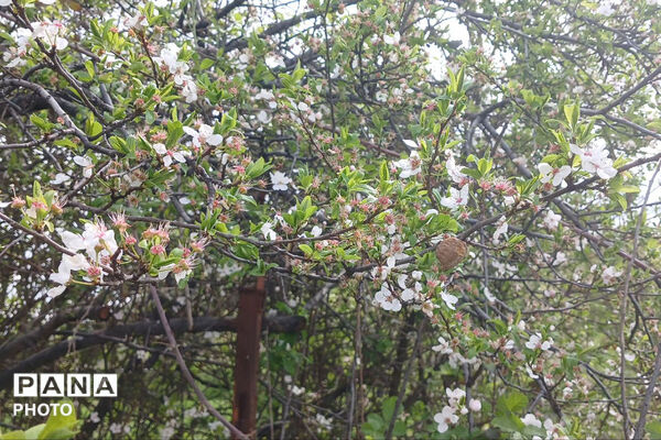 شکوفه‌های بهاری استان خراسان شمالی 