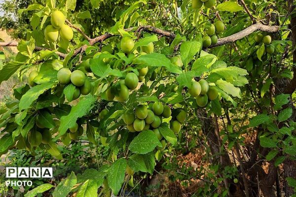 فصل چیدن یاقوت های چشم نواز در شهر بار نیشابور-۲ 