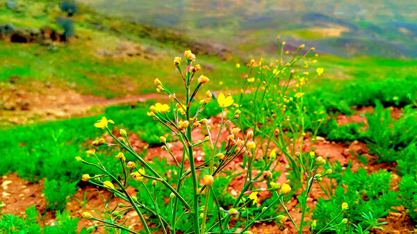 طبیعت بهاری، فرصتی برای سرزندگی روح 