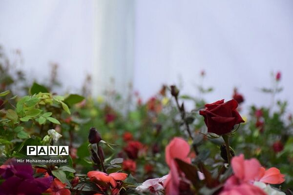 جشنواره ملی گل و‌گیاه در بابل