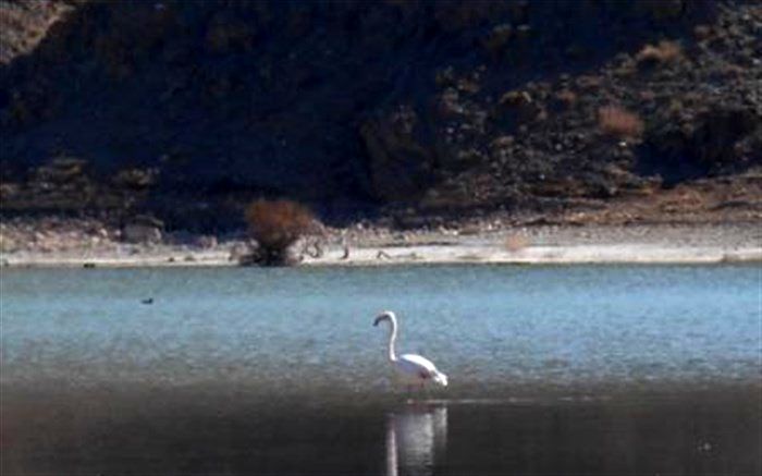 تالاب رزه درمیان عاری از هر گونه بیماری آبزیان و پرندگان