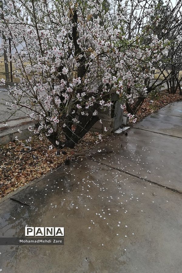 بارش باران در استان فارس